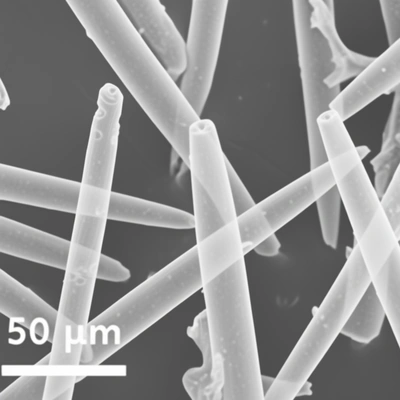 SEM-изображение спикул пресноводной губки Spongilla lacustris (масштаб 50 мкм). Используются в косметике для микроперфорации рогового слоя